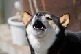 犬の鳴き声に困っている飼い主は約半数!実際の体験談やしつけ方を紹介