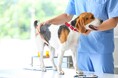 犬の去勢手術をする飼い主は約7割!費用やリアルな声をアンケート調査