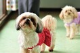 室内犬をお迎えする時に大変なこととは?実際の意見を飼い主200人にアンケート調査!