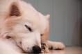犬の睡眠時間ってどれくらい?安眠できる環境を作るポイントも併せて解説!