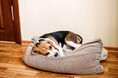 犬がしゃっくりする原因とは?しゃっくりをするタイミングや対処法を飼い主にアンケート調査!