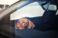 犬の車酔いを経験した飼い主は約半数、主な症状は「落ち着きがなくなる」「大量のよだれ」「嘔吐」｜犬の車酔い実態を200人調査【コノコトトモニ】