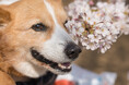 5割超が愛犬とお花見を経験｜飼い主200人への調査で分かった「良かったこと」と「大変だったこと」【コノコトトモニ】