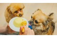 愛犬の手作りおやつ、経験者は33.00％｜理由1位「誕生日・記念日」46.97％、悩み1位「食材選び」62.12％【飼い主200人調査／コノコトトモニ】