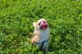愛犬の熱中症、約4人に1人が経験｜初期症状は「異常に速い呼吸」62.75％、発生場所は「日中の散歩」が最多【コノコトトモニ】