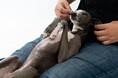 愛犬が膝の上で寝ている時「限界まで耐える」飼い主は51.50％｜愛犬が膝の上にくるタイミングや寝姿勢、下ろそうとした時の反応も調査！【コノコトトモニ】