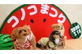 全国から18組のわんちゃんと飼い主様が福岡本社へ！ペットフードブランド《コノコトトモニ》が体験型イベント「第2回コノコ祭り」を開催！
