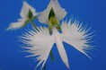 手柄山温室植物園「市花さぎ草展」を開催します