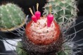 手柄山温室植物園「秋のサボテンと多肉植物展」を開催します
