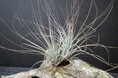 手柄山温室植物園で「エアプランツとその仲間展」を開催します