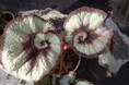 手柄山温室植物園で「秋のベゴニア展」を開催します。