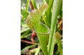 手柄山温室植物園で「食虫植物展」を開催します。