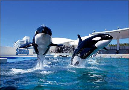 鴨川シーワールド大感謝祭 第2弾 主婦応援 生活必需品付き入園プラン 発売 6月1日 土 30日 日 グランビスタ ホテル リゾートのプレスリリース