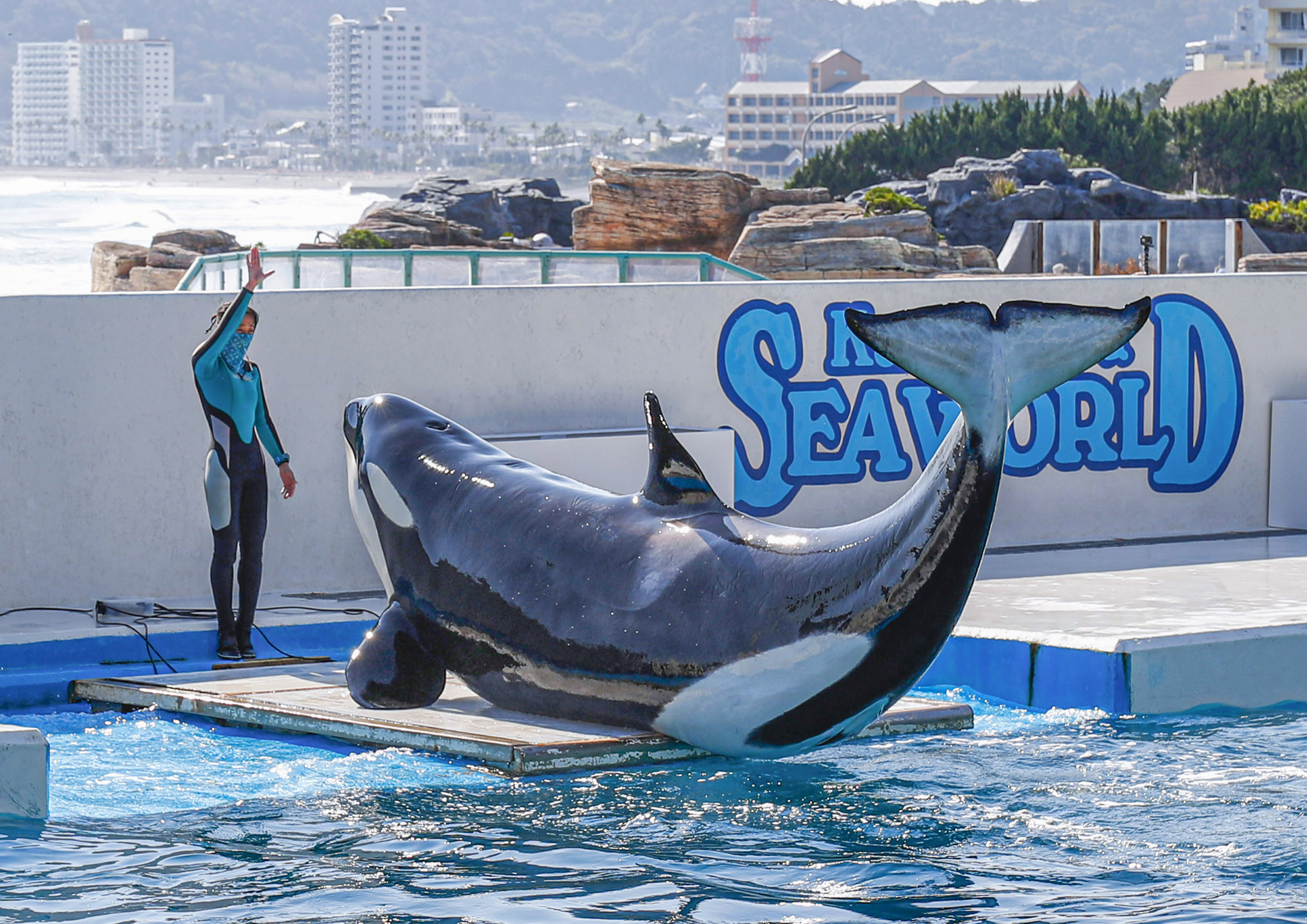 鴨川シーワールド 海の生き物 公開体重測定 結果報告 グランビスタ ホテル リゾートのプレスリリース