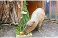 【神戸市立須磨海浜水族園】カピバラにクリスマスケーキのプレゼントやアザラシとの記念撮影など特別イベントを実施　「スマスイクリスマス」開催