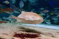 【神戸市立須磨海浜水族園】企画展「2022年もレッツトライ！寅（トラ）っぽい生きもの大集合」を開催いたします