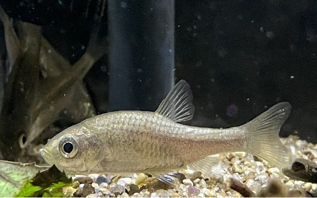 希少淡水魚 カワバタモロコ 希少淡水魚 カワバタモロコ