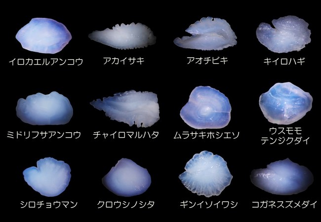 形や大きさもさまざまな魚の耳石 形や大きさもさまざまな魚の耳石