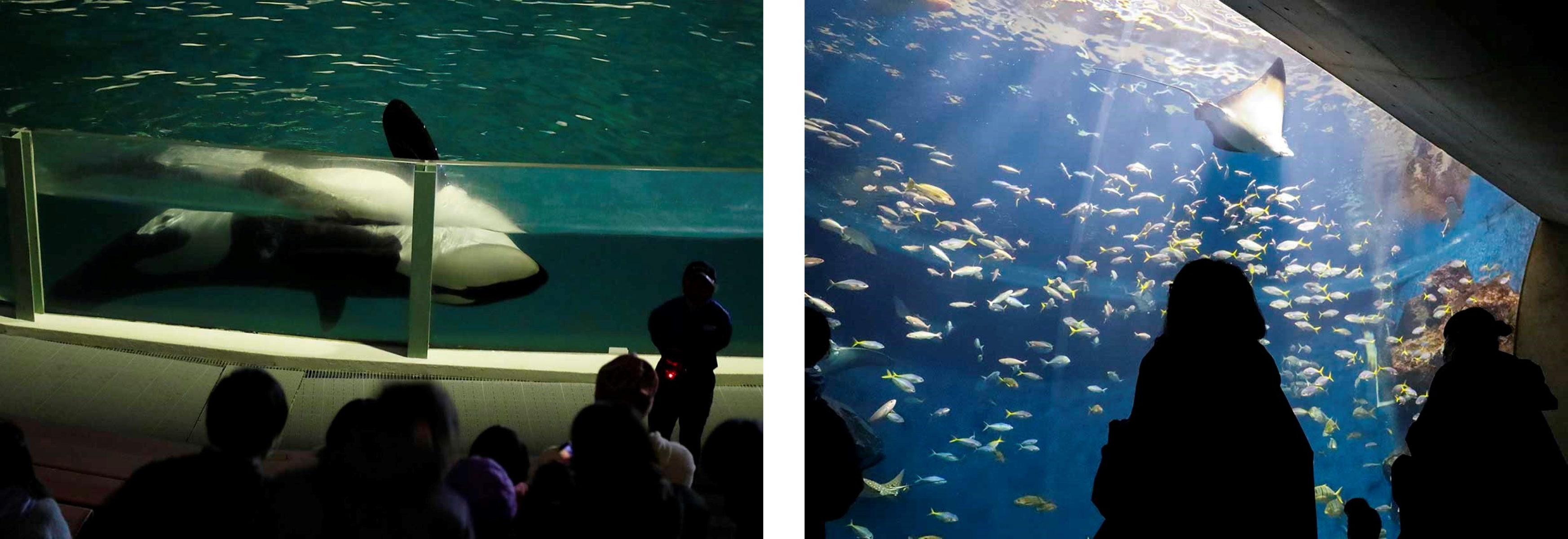 鴨川シーワールド Gw ナイトアドベンチャー 開催 グランビスタ ホテル リゾートのプレスリリース 鴨川シーワールド Gw ナイトアドベンチャー 開催 グランビスタ ホテル リゾートのプレスリリース