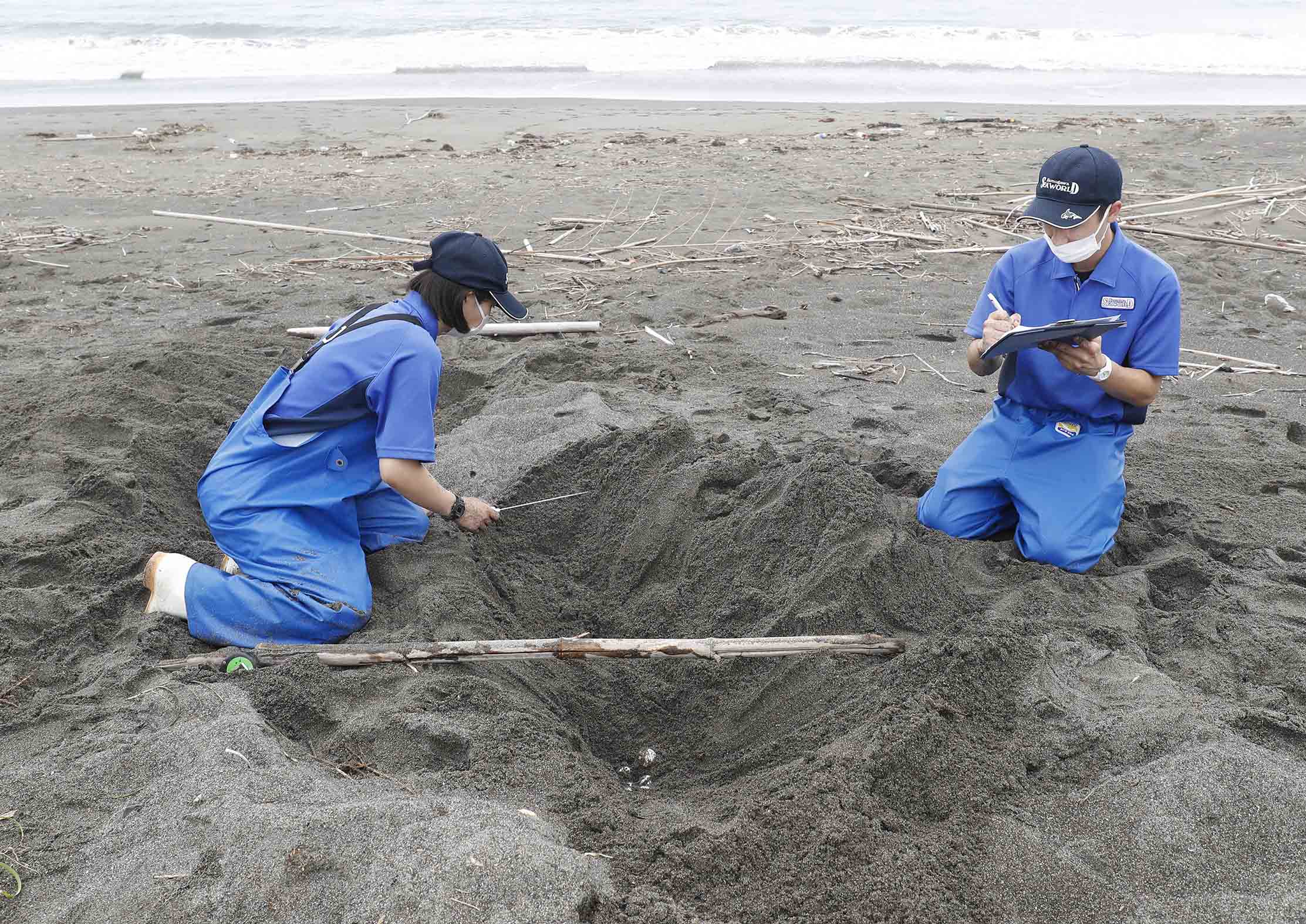 鴨川シーワールド ウミガメの保護活動 鴨川市内の海岸で今年最初のアカウミガメの産卵を確認 グランビスタ ホテル リゾートのプレスリリース