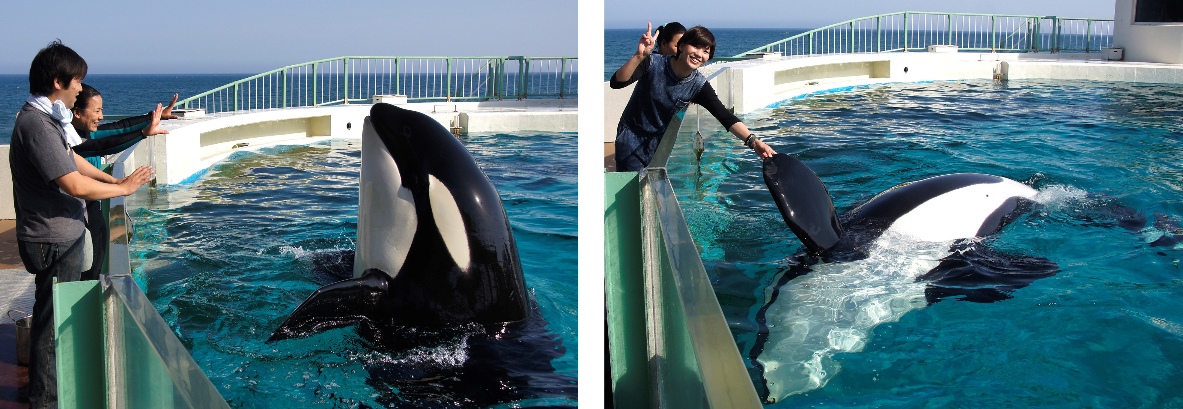 Kamogawa SeaWorld 黒 ポンチョ シャチ鴨シーワールド限定！ ジャンプ> 本日は休館日です。 画面いっぱいだけど画面越しでは