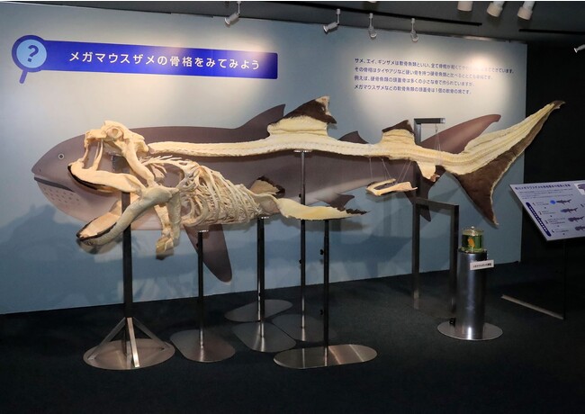 神戸市立須磨海浜水族園】西日本初展示！幻のサメ「メガマウスザメ
