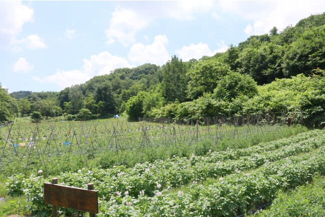 自社農園「グランビスタファーム」(札幌西区小別沢)