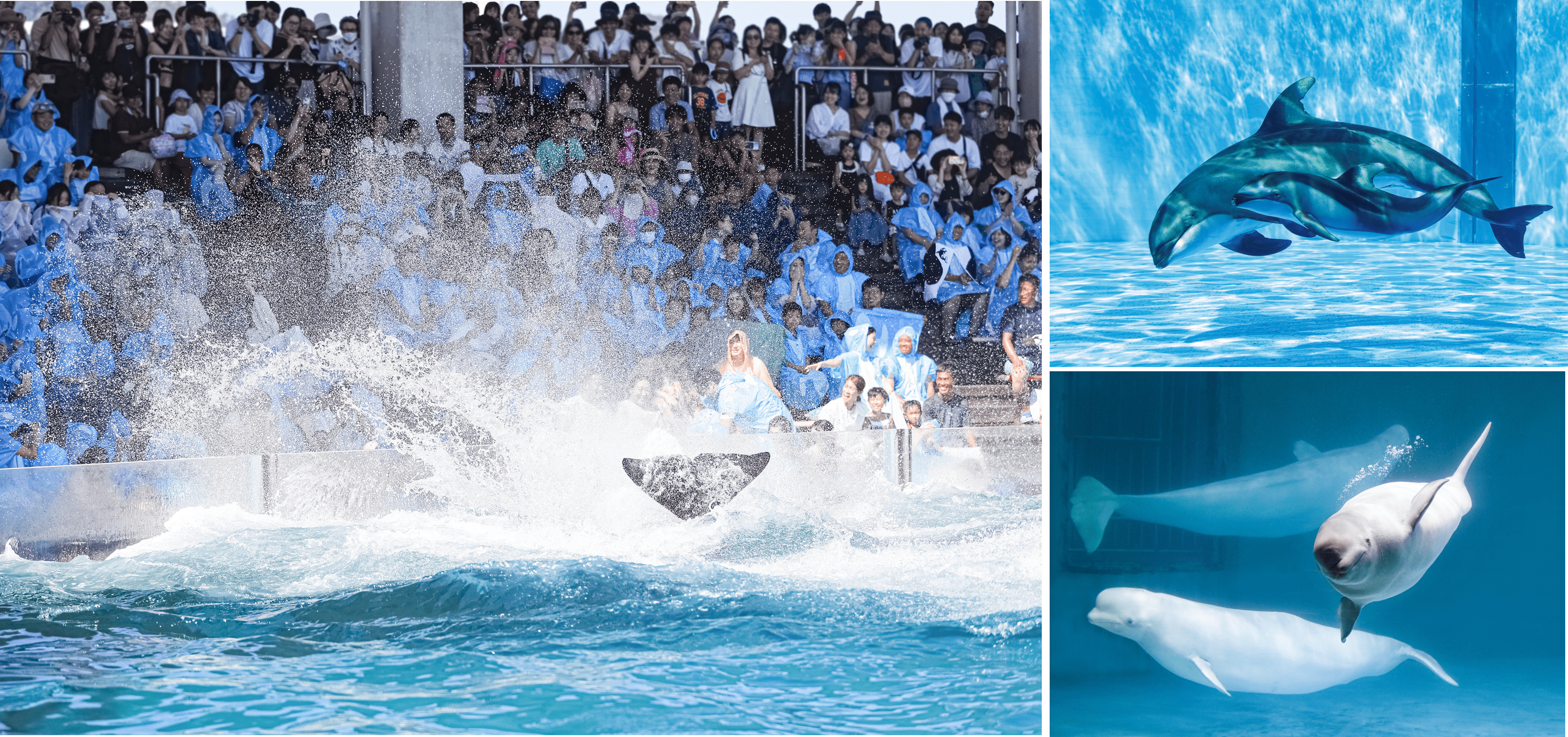 鴨川シーワールド】残暑に負けるな！2023年9月6日(水)からはまだまだ