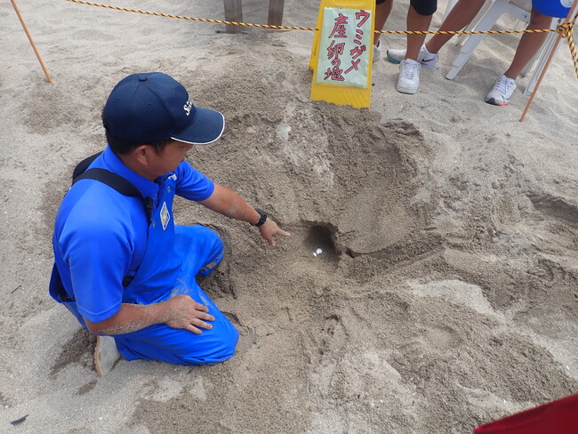 守谷海岸での保護の様子