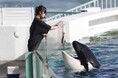 【鴨川シーワールド】1日8名迄!日本で唯一シャチとベルーガとイルカに給餌体験できるプログラムを開催!鴨川シーワールド「満喫体験」&「満喫宿泊プラン」参加者募集
