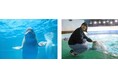 【鴨川シーワールド】1Dayチケットと閉館後のベルーガにタッチや夕食後の水族館ガイドツアーなどがセットに!鴨川シーワールド「水族館探検プラン」開催