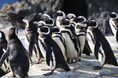 【神戸須磨シーワールド】サメやイルカ、ペンギンなど水族館の生きものについて楽しく学べる！平日限定プログラム「生きものトークライブ」2026年9月16日（水）より開始