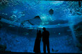 【神戸須磨シーワールド】シルバーウィークは夜のスマシーを満喫！夜の水族館「ナイトアクアライブ」や幻想的な光の演出「ドルフィンナイトパフォーマンス」開催