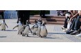【神戸須磨シーワールド】秋からの新プログラム「ペンギンの散歩」を実施　ロッキーテラスでペンギンたちの愛らしい散歩を間近で観察しよう！