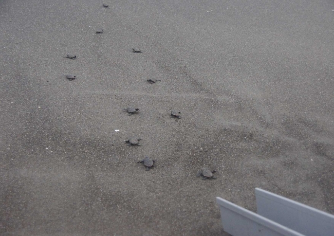 砂浜を海に向かって元気よく歩くアカウミガメの子ガメ
