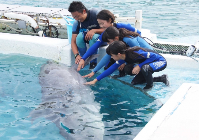 鴨川シーワールド 小学校5 6年生対象 水族館で高度なトレーナーの職業体験にチャレンジ ジュニアトレーナー 参加者募集 16年5月13日 金 10 00より電話予約受付開始 グランビスタ ホテル リゾートのプレスリリース