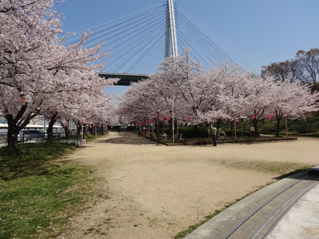 桜満開の天保山