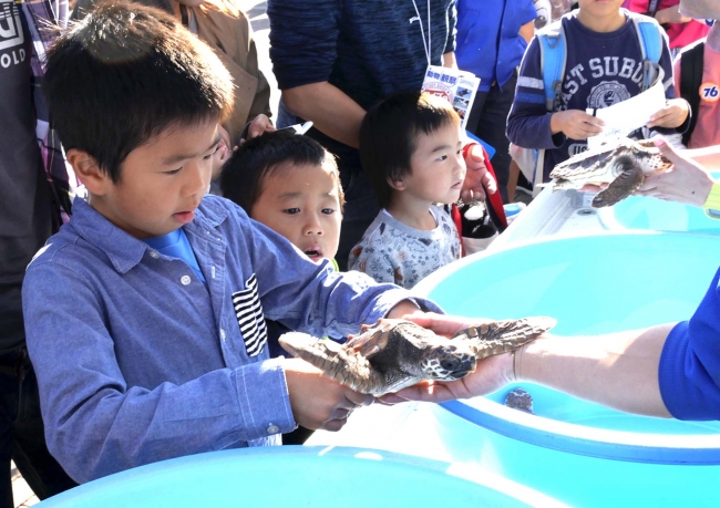 「科学技術週間」にウミガメの子ガメとふれあい体験