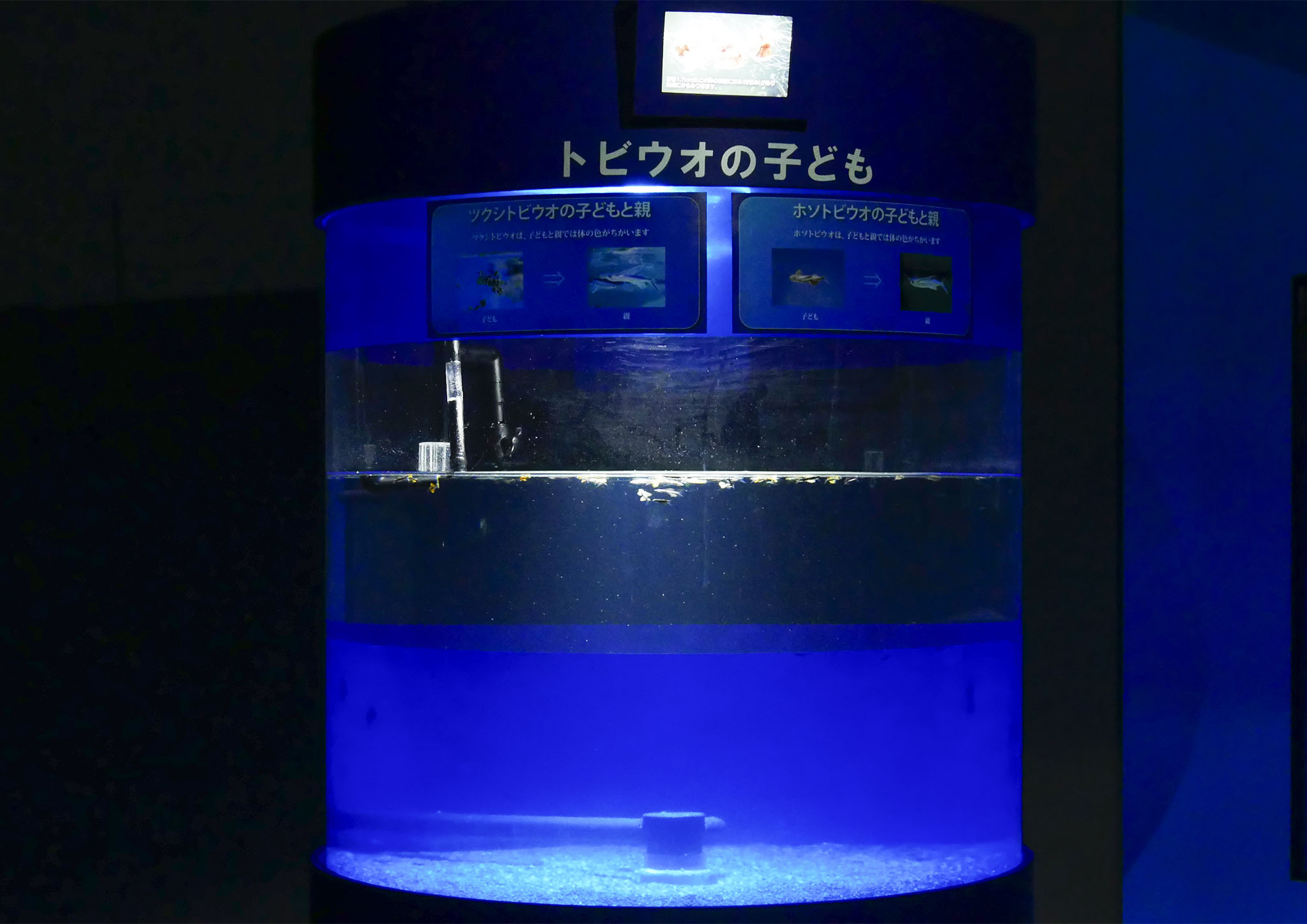 鴨川シーワールド 採集した成魚の卵から人工授精によって生まれた トビウオ の稚魚を展示開始 トロピカルアイランド内 コーラルメッセージ にて特別展示 グランビスタ ホテル リゾートのプレスリリース