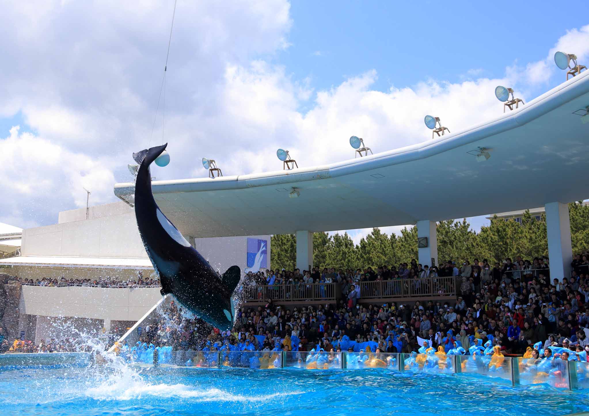 鴨川シーワールド 千葉県在住の65歳以上の方は入園無料 祖父母やご両親と日本で唯一のシャチパフォーマンスが楽しめる 敬老の日 特別優待を実施 9月16日 土 18日 月 祝 の2日間限定 グランビスタ ホテル リゾートのプレスリリース