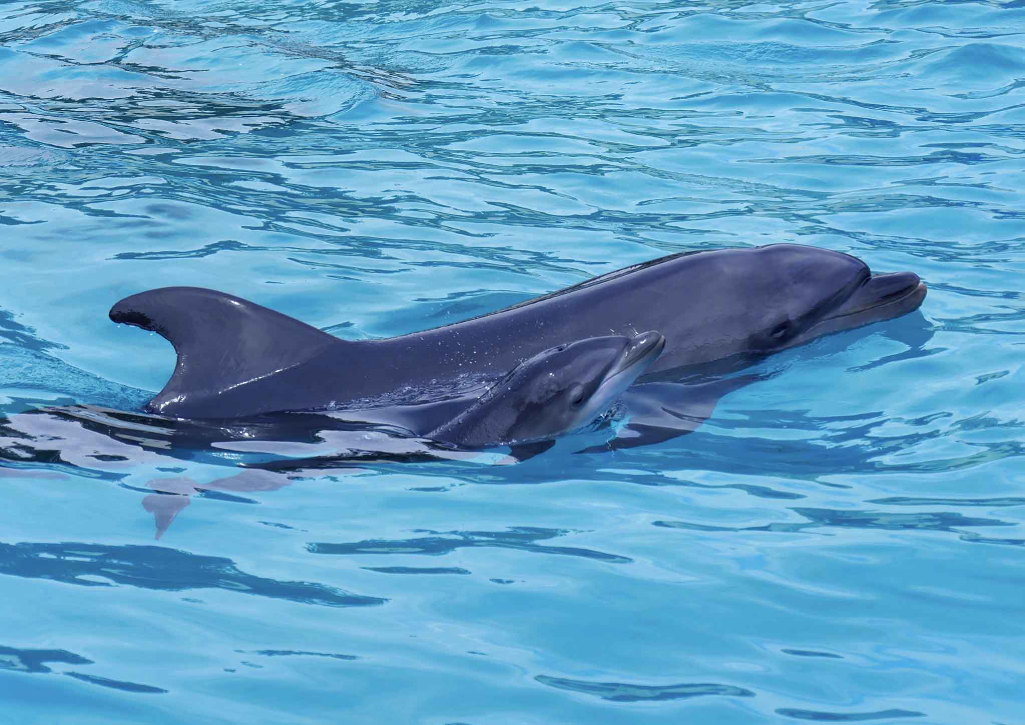 鴨川シーワールド 飼育下3世 イルカの赤ちゃんが誕生 バンドウイルカ オリノ が出産しました 17年9月21日 木 15時42分 グランビスタ ホテル リゾートのプレスリリース