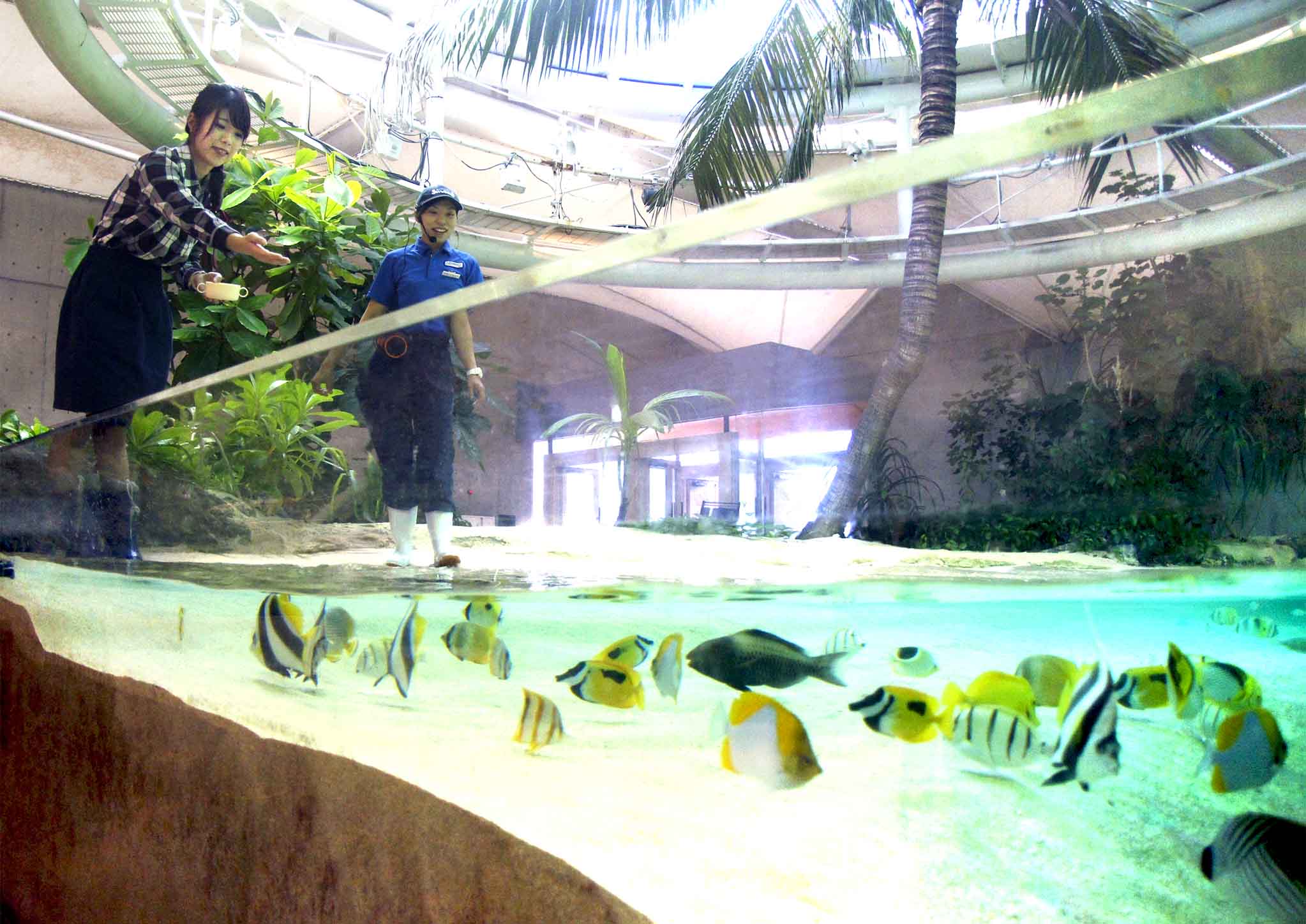 鴨川シーワールド 思わず自慢したくなる 色鮮やかで美しい魚たちへの給餌体験 選べる2つのプランで楽しむ6つの満喫プログラム 満喫体験 満喫宿泊 予約開始 17年10月13日 金 グランビスタ ホテル リゾートのプレスリリース