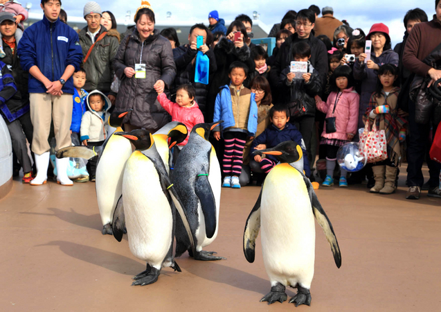 鴨川シーワールド冬季限定！間近で見られるペンギンの大行進 「オウサマペンギンの園内散歩」を1月18日（土）～ 2月28日（金）の毎日開催 |  株式会社グランビスタ ホテル＆リゾートのプレスリリース