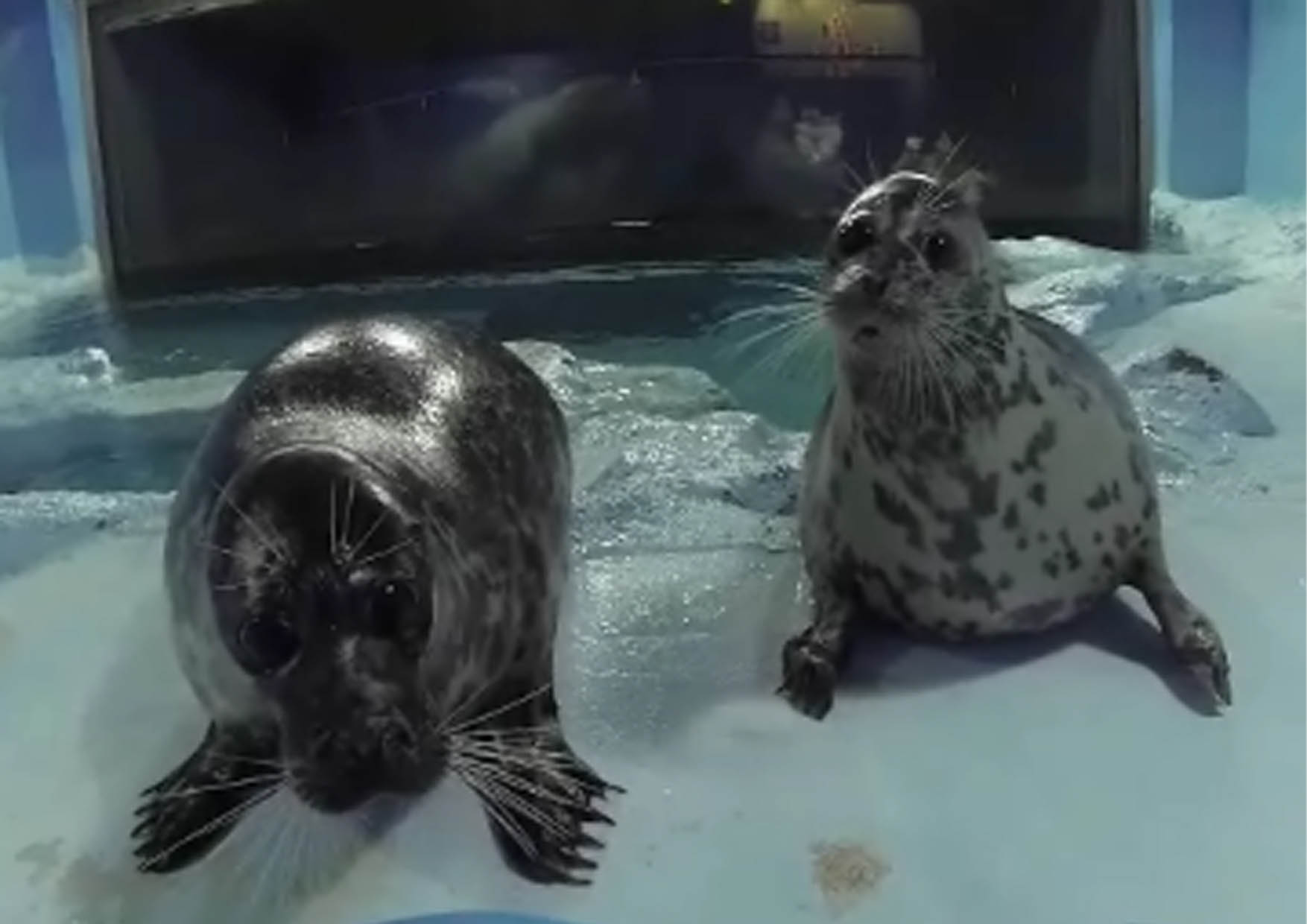 鴨川シーワールド 海の生き物ハローワーク 水族館の仕事紹介 開催 1月25日 土 2月23日 日 まで全7回 グランビスタ ホテル リゾートのプレスリリース 鴨川シーワールド 海の生き物ハローワーク 水族館の仕事紹介 開催 1月25日 土 2月23日 日 まで全7回 グランビスタ ホテル リゾートのプレスリリース