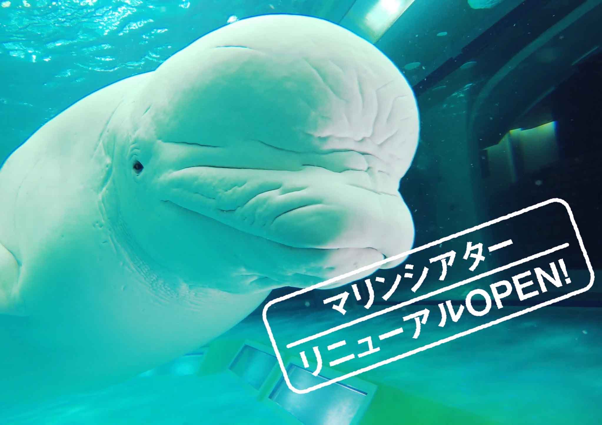 鴨川シーワールド 進化をとげたベルーガのパフォーマンスが好奇心を刺激 鴨川シーワールド18春イベント グランビスタ ホテル リゾートのプレスリリース