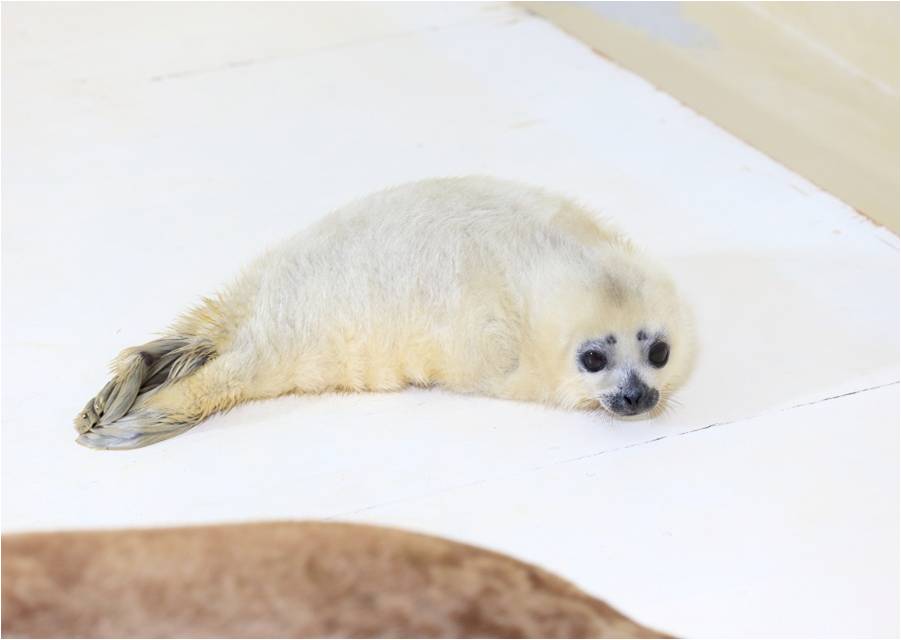 世界で2館目の貴重な出産例 鴨川シーワールドで ワモンアザラシの赤ちゃん誕生 グランビスタ ホテル リゾートのプレスリリース