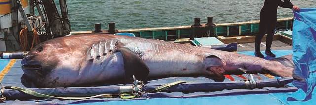 鴨川シーワールドで幻の巨大サメが見られる 世界初 メガマウスザメ 全身骨格標本を一般公開開始18年12月7日 金 より グランビスタ ホテル リゾートのプレスリリース