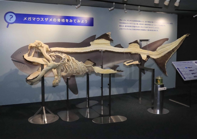 幻の巨大サメの全身骨格標本にふれて大きさを体感しよう 海の生き物教室 謎多きメガマウスザメ 開催 グランビスタ ホテル リゾートのプレスリリース