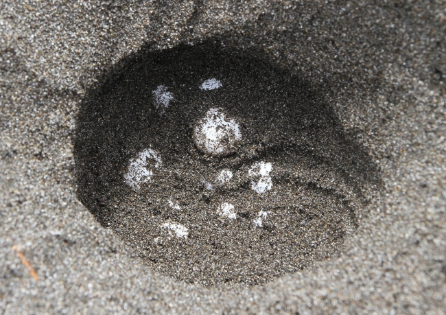 確認されたアカウミガメの卵