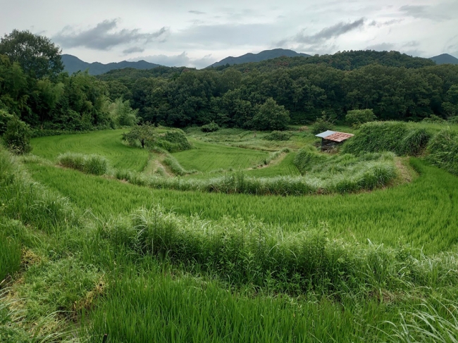 採集場所付近の田園風景